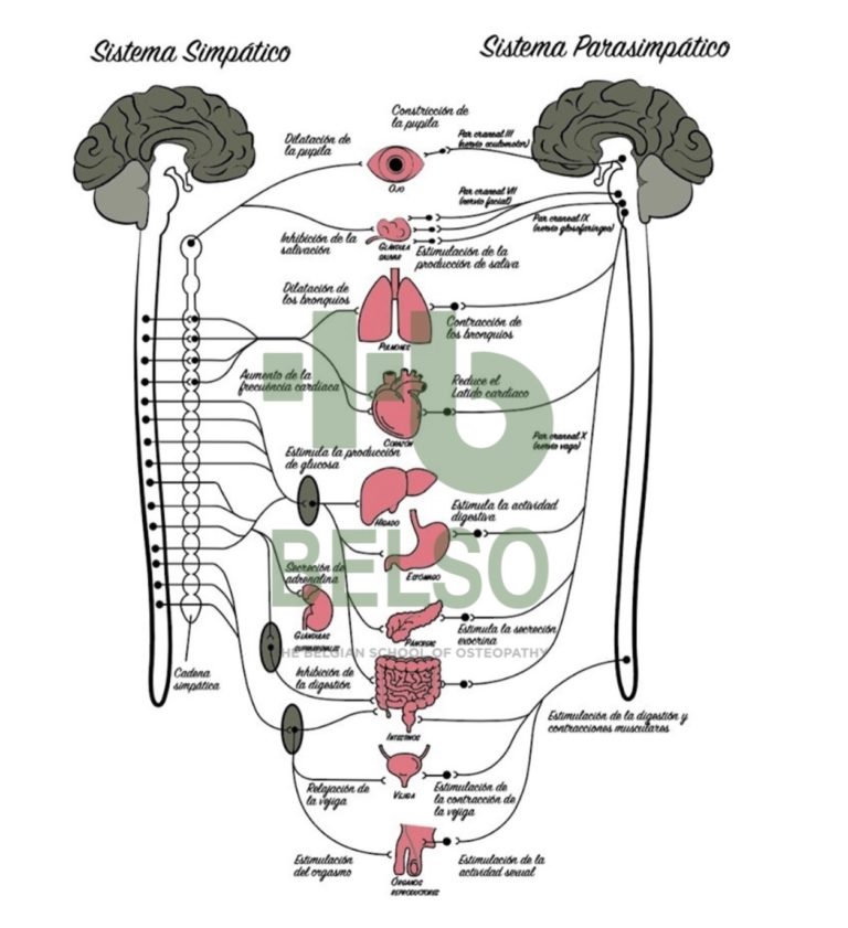 Lee más sobre el artículo Sistema Nervioso neurovegetativo y Estrés 